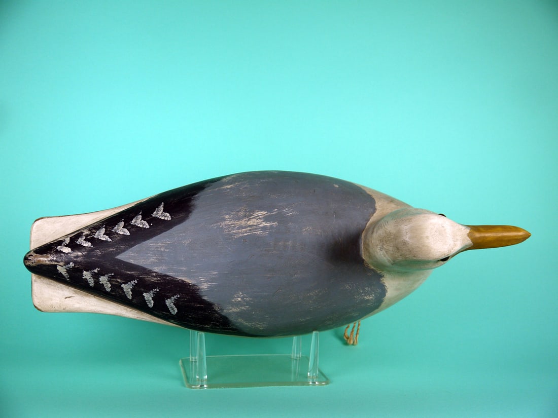 HERRING GULL, B. BIDDLE - 3