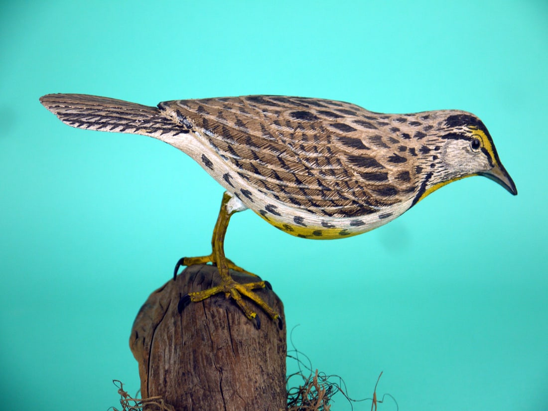 MEADOW LARK - 2