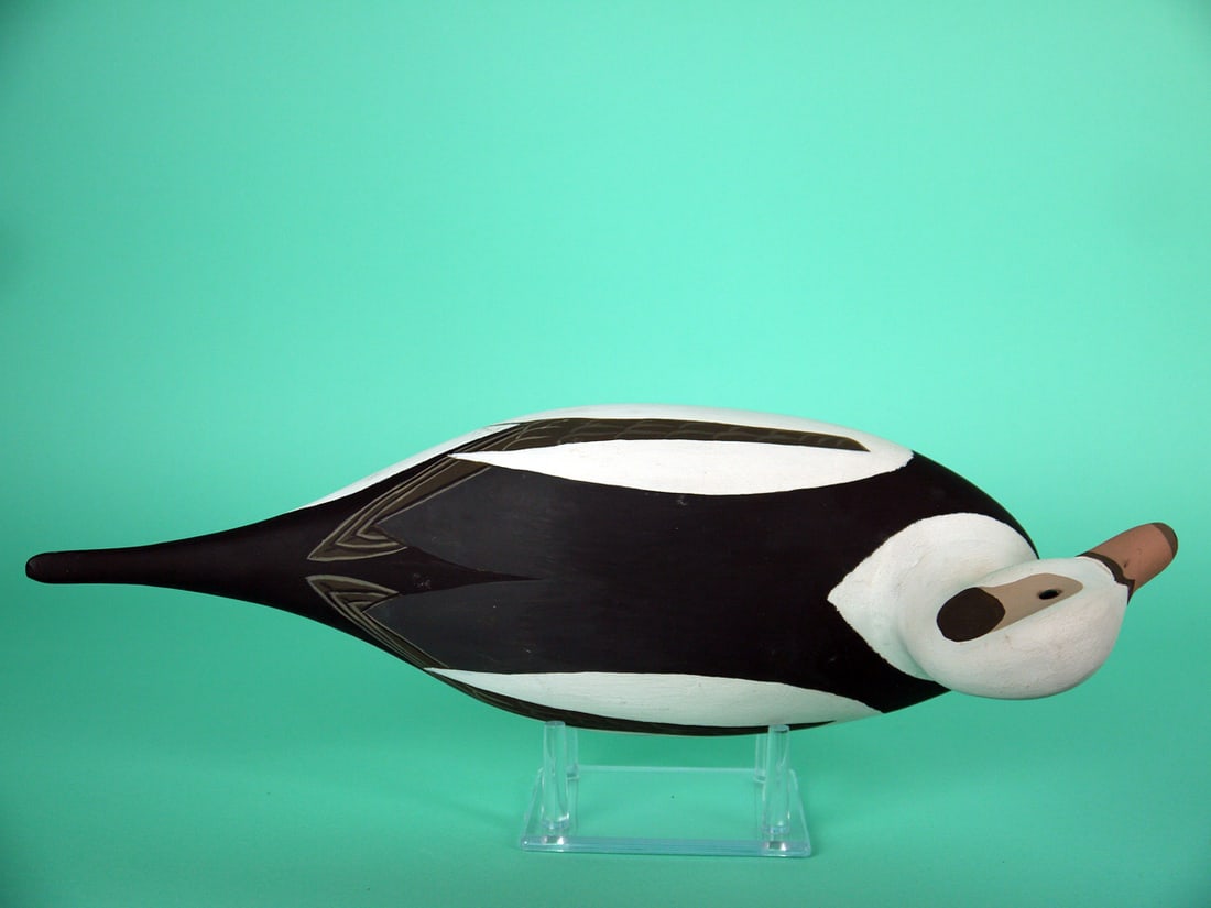 LONG-TAILED DRAKE, H. CONKLIN - 3