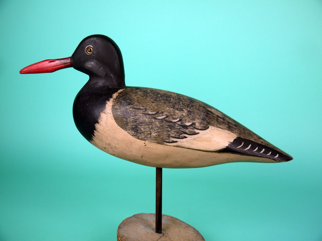 OYSTER CATCHER, H.V. SHOURDS: OYSTER CATCHER by Harry V. Shourds, Seaville, NJ. Very good original paint and structural condition. Some rubs to white areas; small dent to one side. Full-bodied carving with painted feather work to