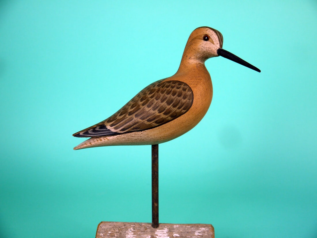 SHORT-BILLED DOWITCHER, H.V. SHOURDS: SHORT-BILLED DOWITCHER by Harry V. Shourds, Seaville, NJ. Very good original paint and structural condition. Detailed painted feather work to back and wing tips. Split-tail carving. Turned head
