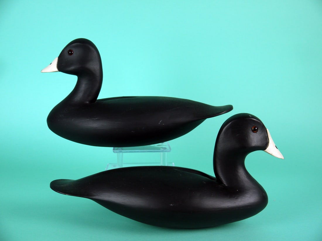 TWO COOT, R. DALEY - 2