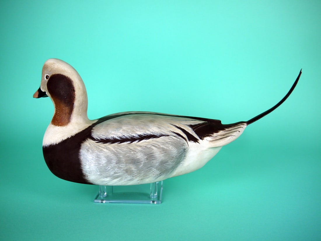 LONG-TAILED DRAKE, P. DOBROSKY - 2