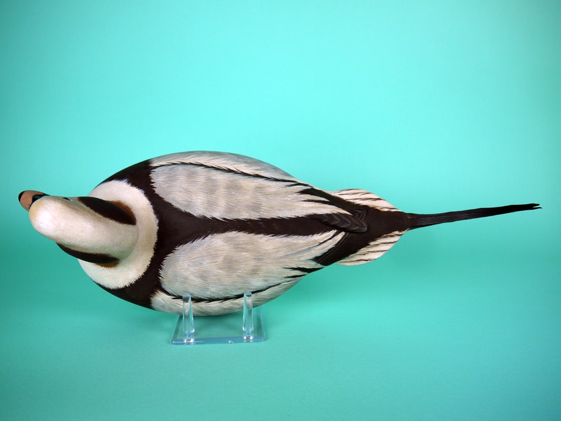 LONG-TAILED DRAKE, P. DOBROSKY - 3