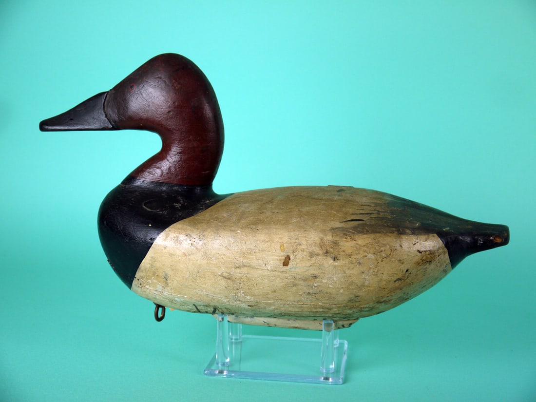CANVASBACK DRAKE, UPPER BAY (1 of 4)