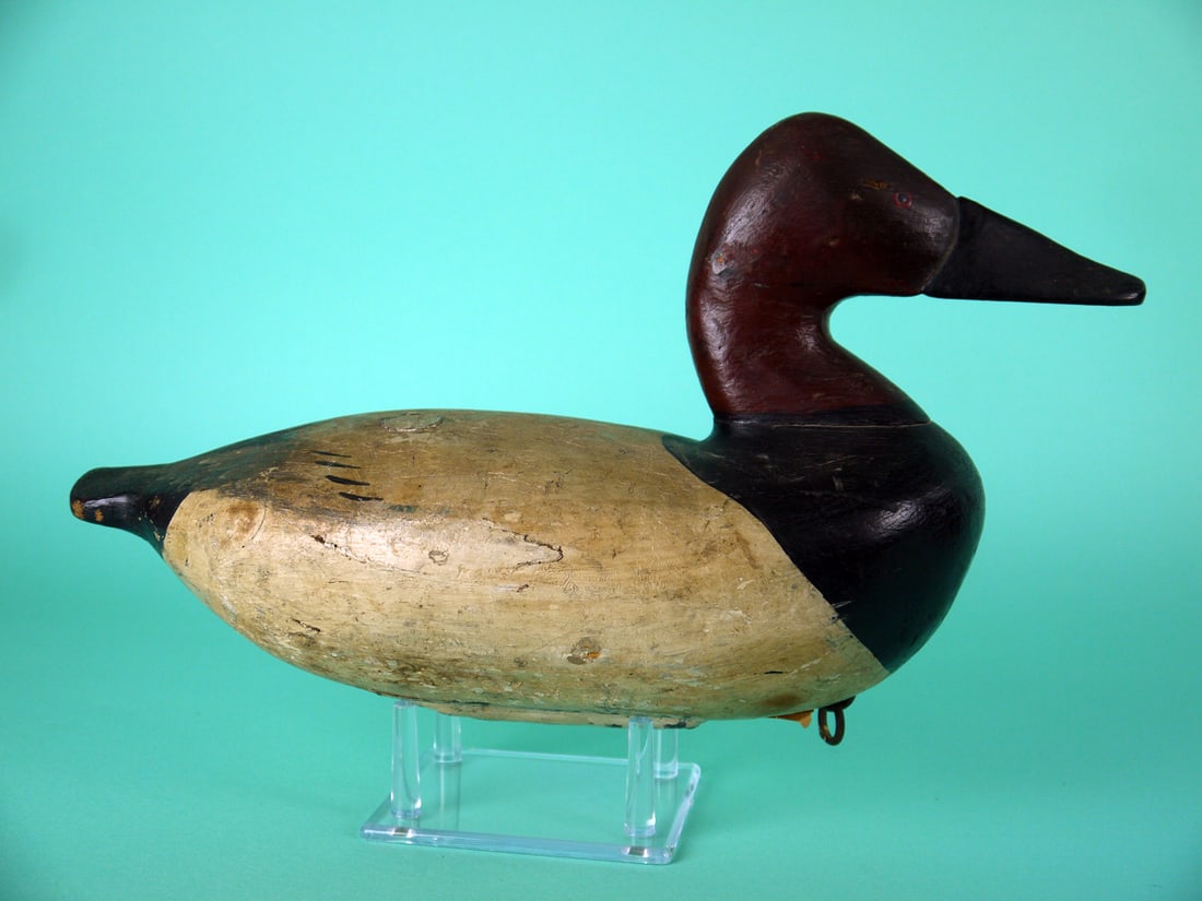 CANVASBACK DRAKE, UPPER BAY - 2