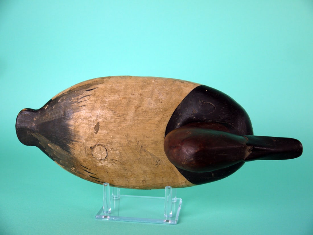 CANVASBACK DRAKE, UPPER BAY - 3