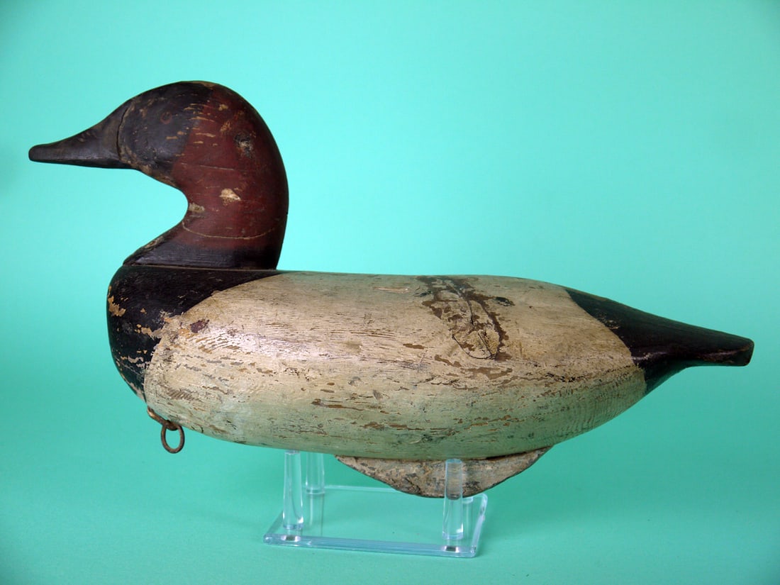 CANVASBACK DRAKE, UPPER BAY (1 of 4)