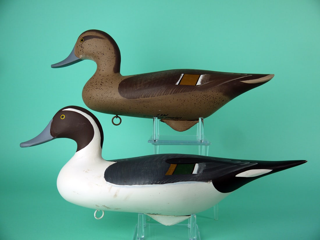 PINTAIL PAIR, P. VINCENTI (1 of 4)