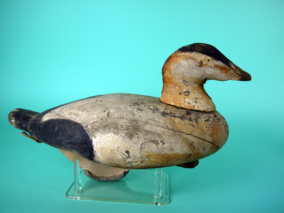 TWO EIDERS, PRINCE EDWARD ISLAND (1 of 8)
