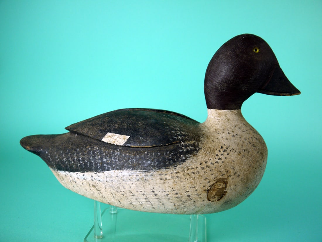 GOLDENEYE HEN, P, GUYON - 2
