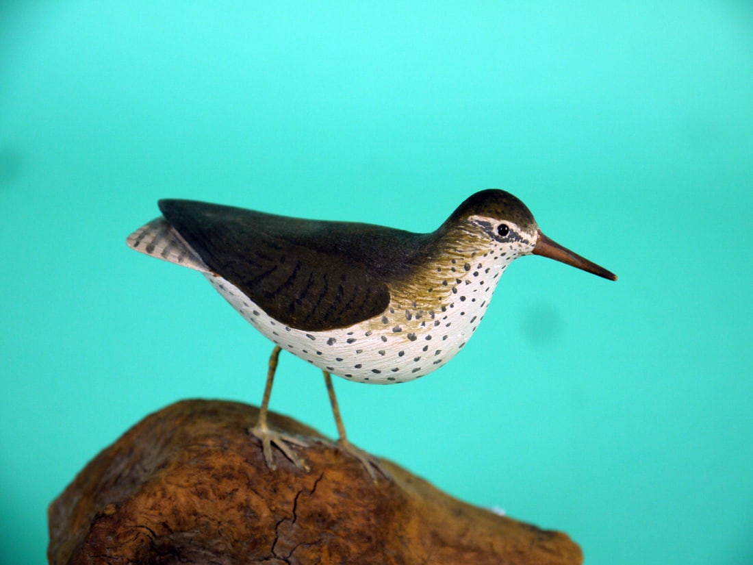 MINIATURE SANDPIPER: MINIATURE SANDPIPER, unknown carver. Very good original paint and structural condition. Retains tiny bead eyes. Mounted on wire legs atop a custom base. 50-100