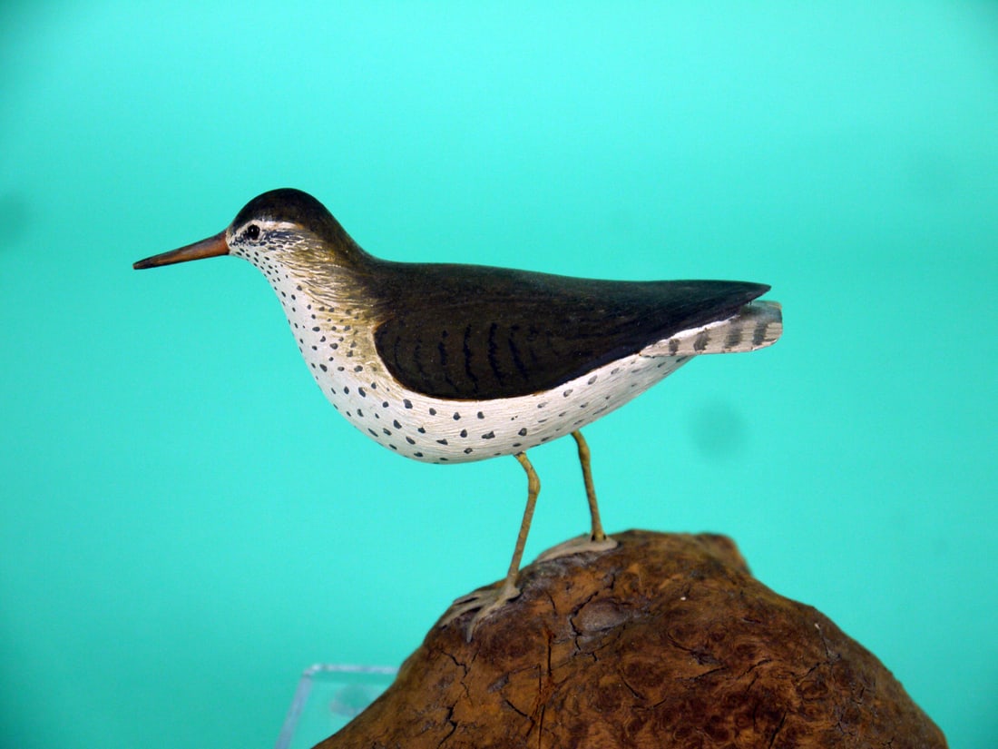 MINIATURE SANDPIPER - 2