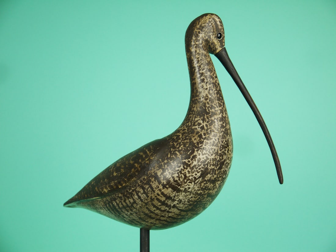 LONG-BILLED CURLEW, S. MOREY - 2