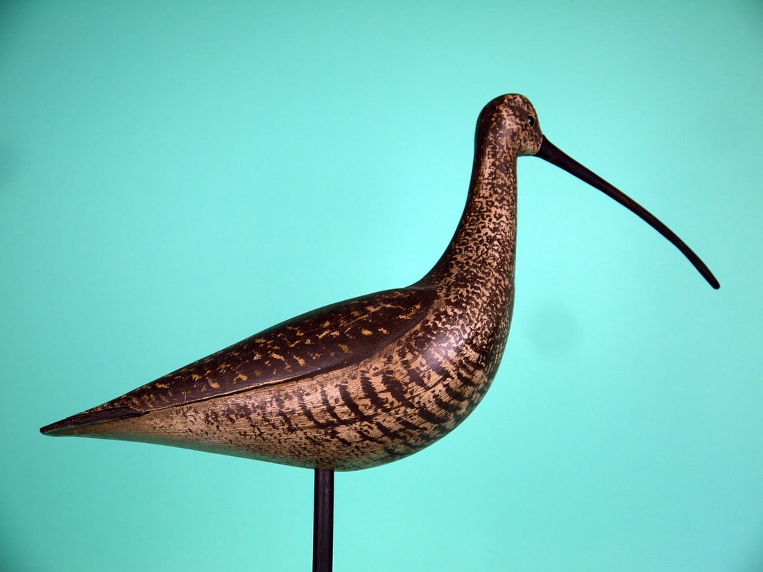 LONG-BILLED CURLEW, S. MOREY - 2