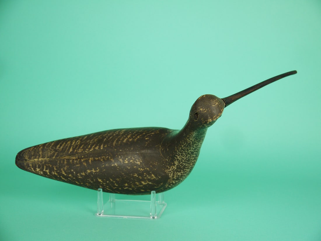 LONG-BILLED CURLEW, S. MOREY - 3