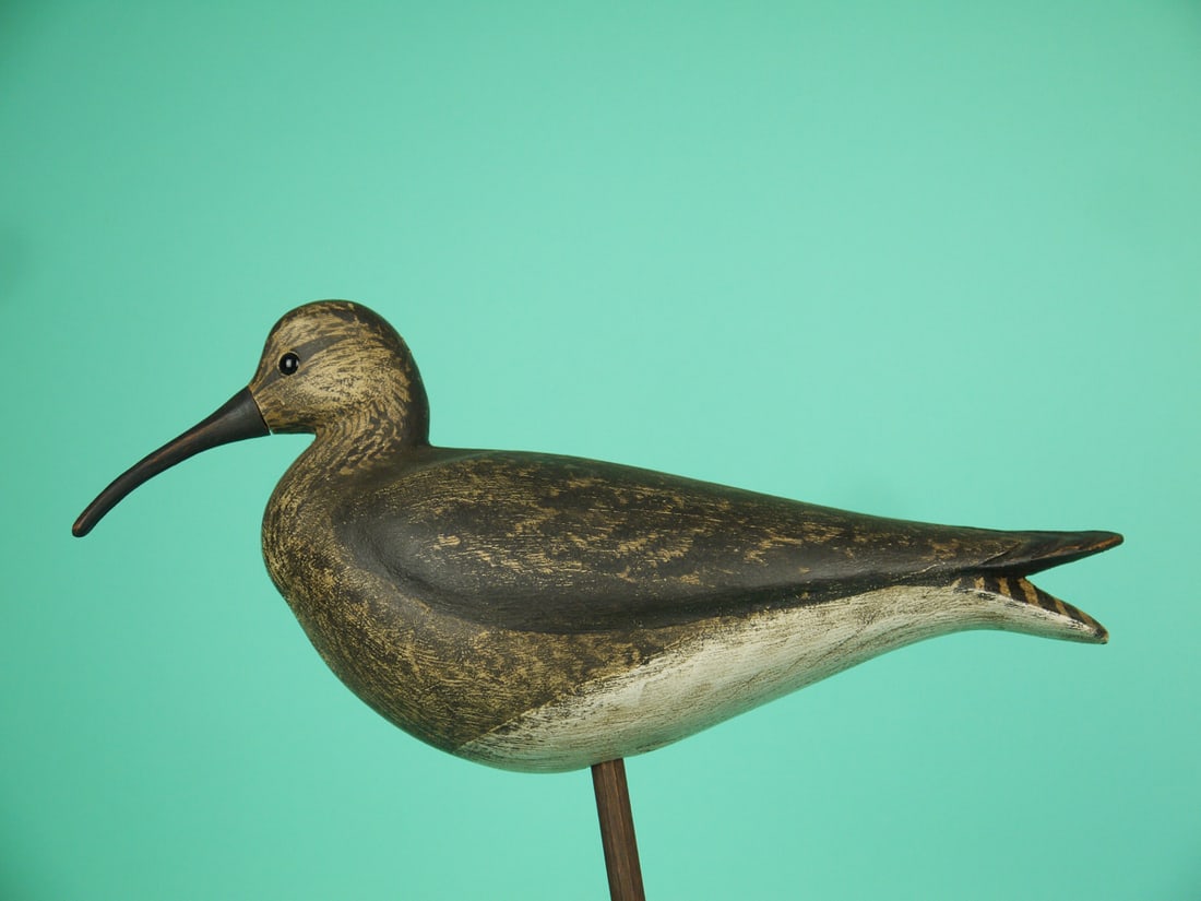 ESKIMO CURLEW, S. MOREY (1 of 4)