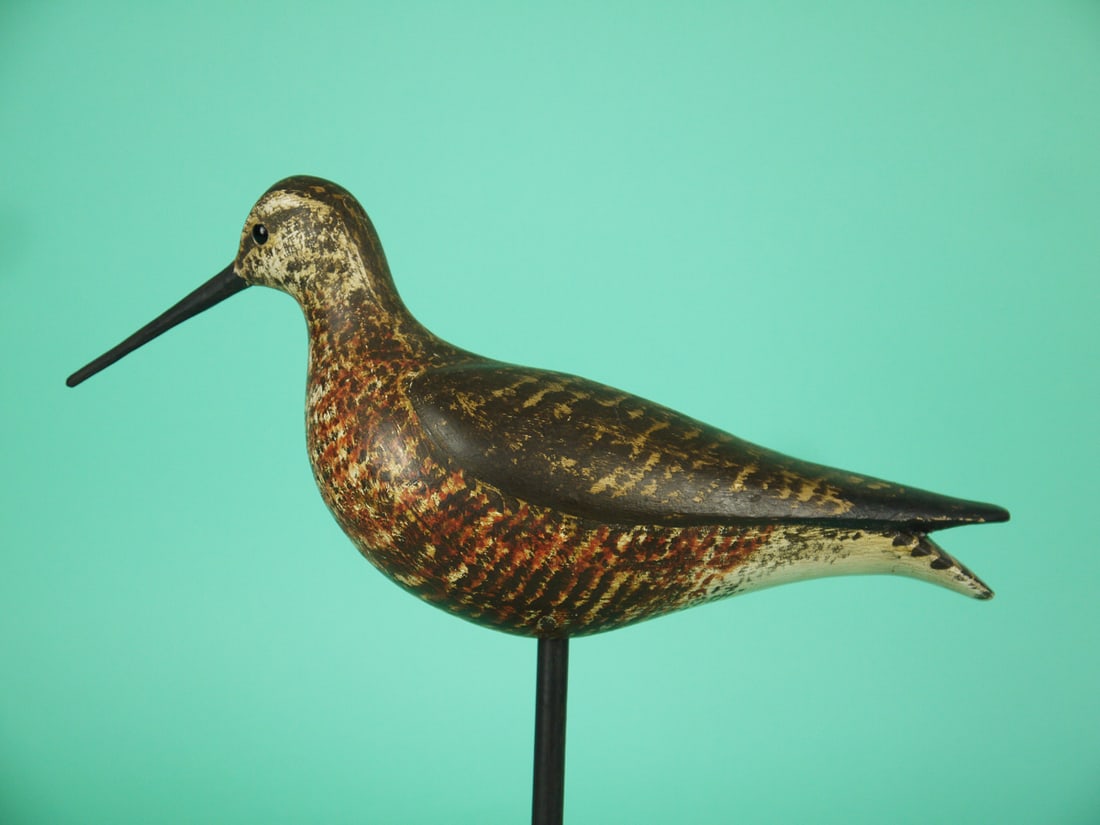 DOWITCHER, S. MOREY - 2