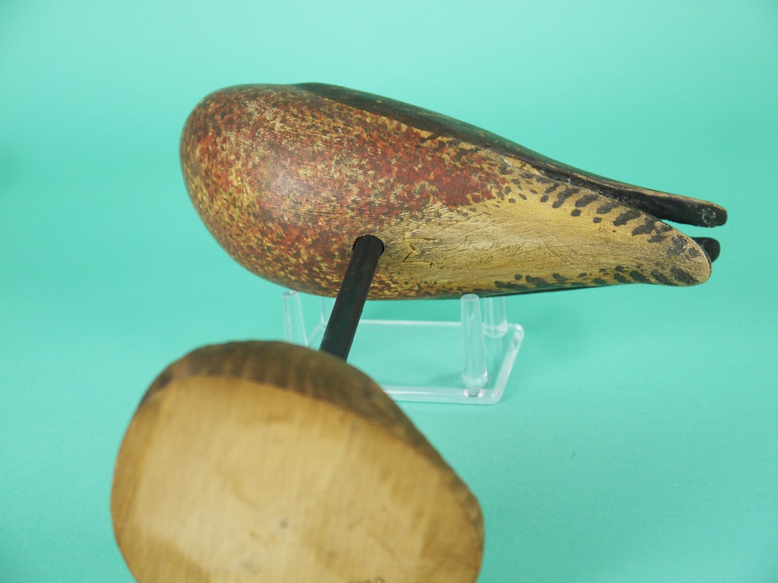 DOWITCHER, S. MOREY - 4