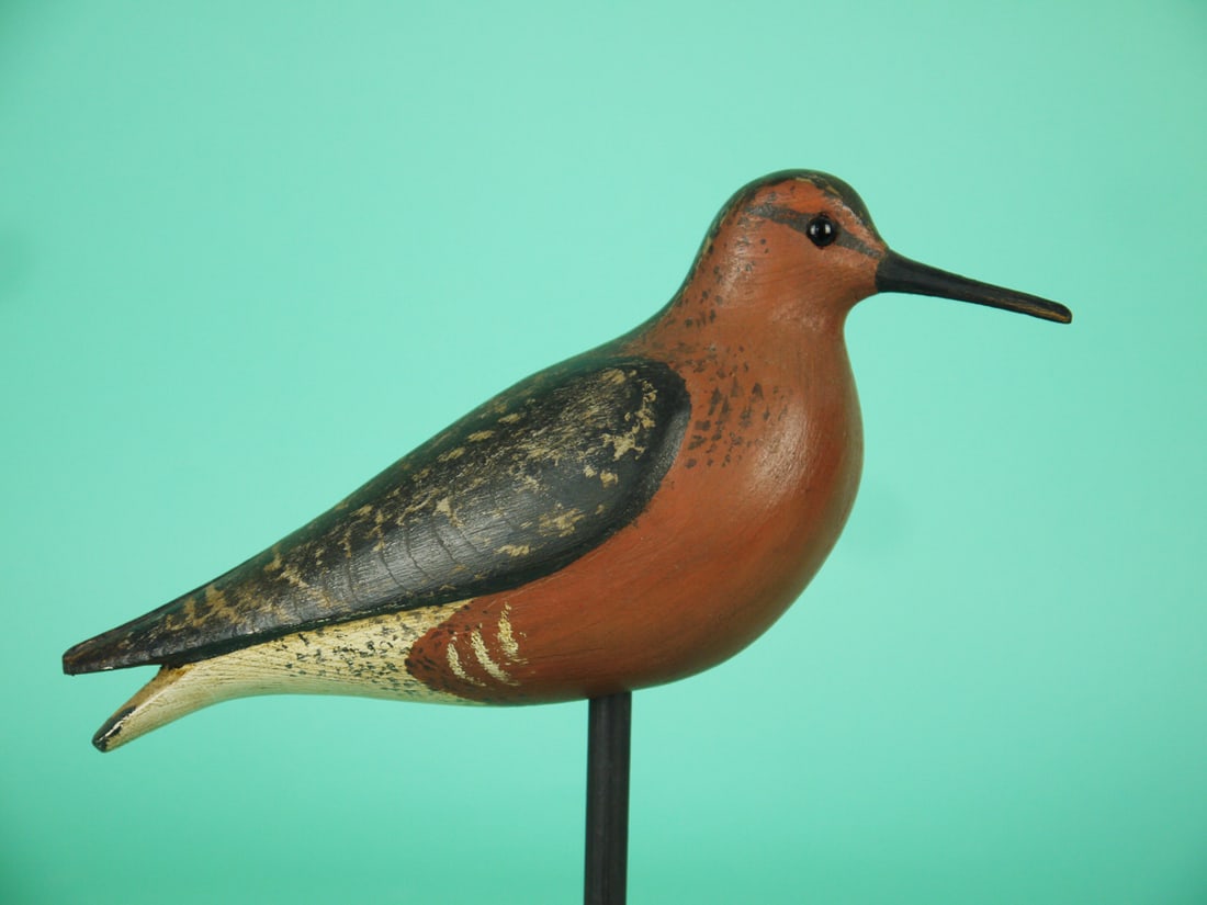 RED KNOT, S. MOREY - 2