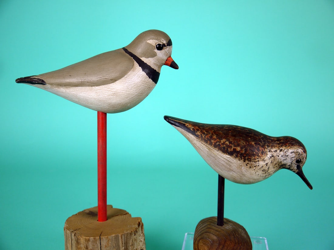 PIPING PLOVER/SANDERLING, S. MOREY (1 of 4)