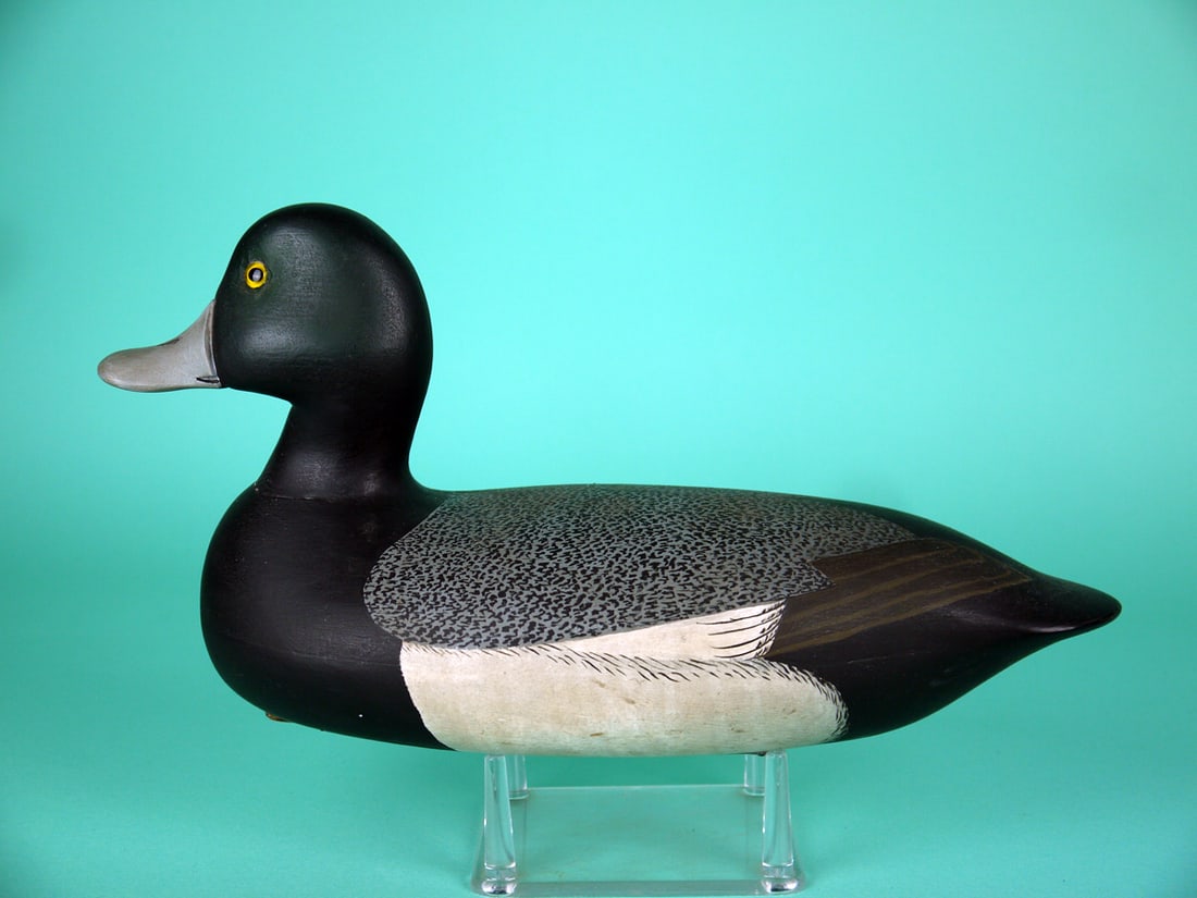 BLUEBILL DRAKE, C.F. PITMAN: BLUEBILL DRAKE by Charles F. Pitman, Trenton, NJ. Very good original paint and structural condition. Hollow construction. Detailed painted feather work to back. Retains glass eyes. Bill with carved