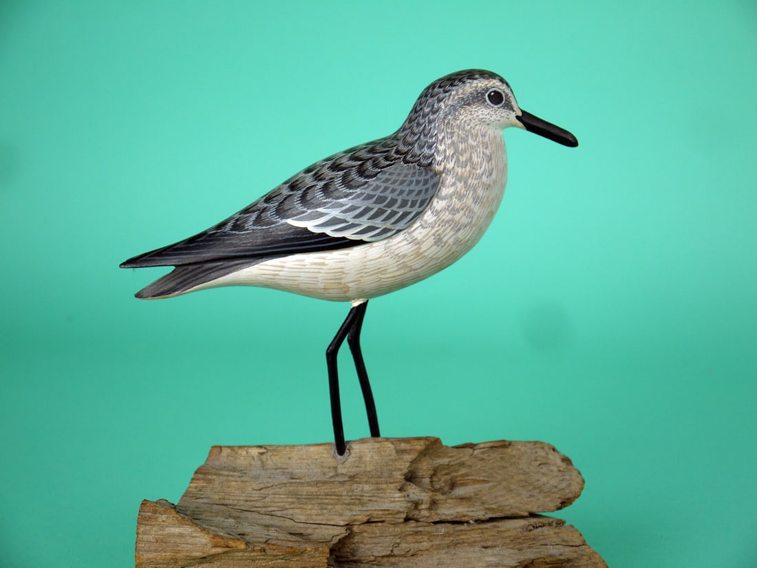 SANDERLING, D. RHODES (1 of 4)