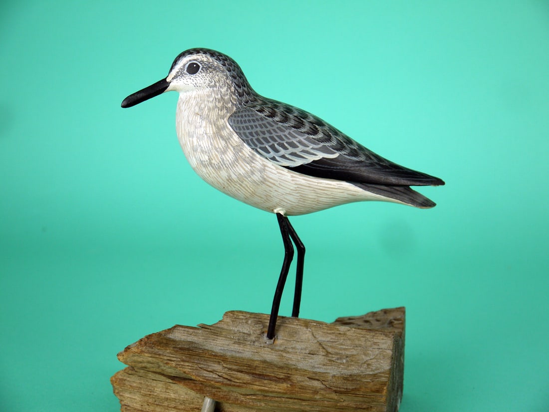 SANDERLING, D. RHODES - 2