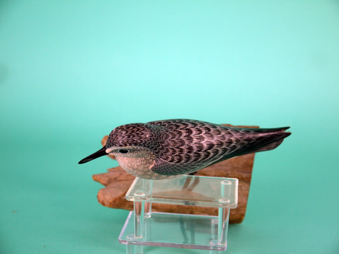 SANDERLING, D. RHODES - 3