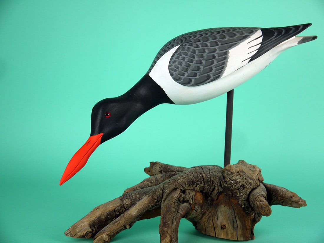 OYSTER CATCHER, H.V. SHOURDS: VERY FINE OYSTER CATCHER by Harry V. Shourds, Seaville, NJ. Excellent original paint and structural condition. Feeding model with relief-carved wings and raised wing tips. Detailed painted feather wor