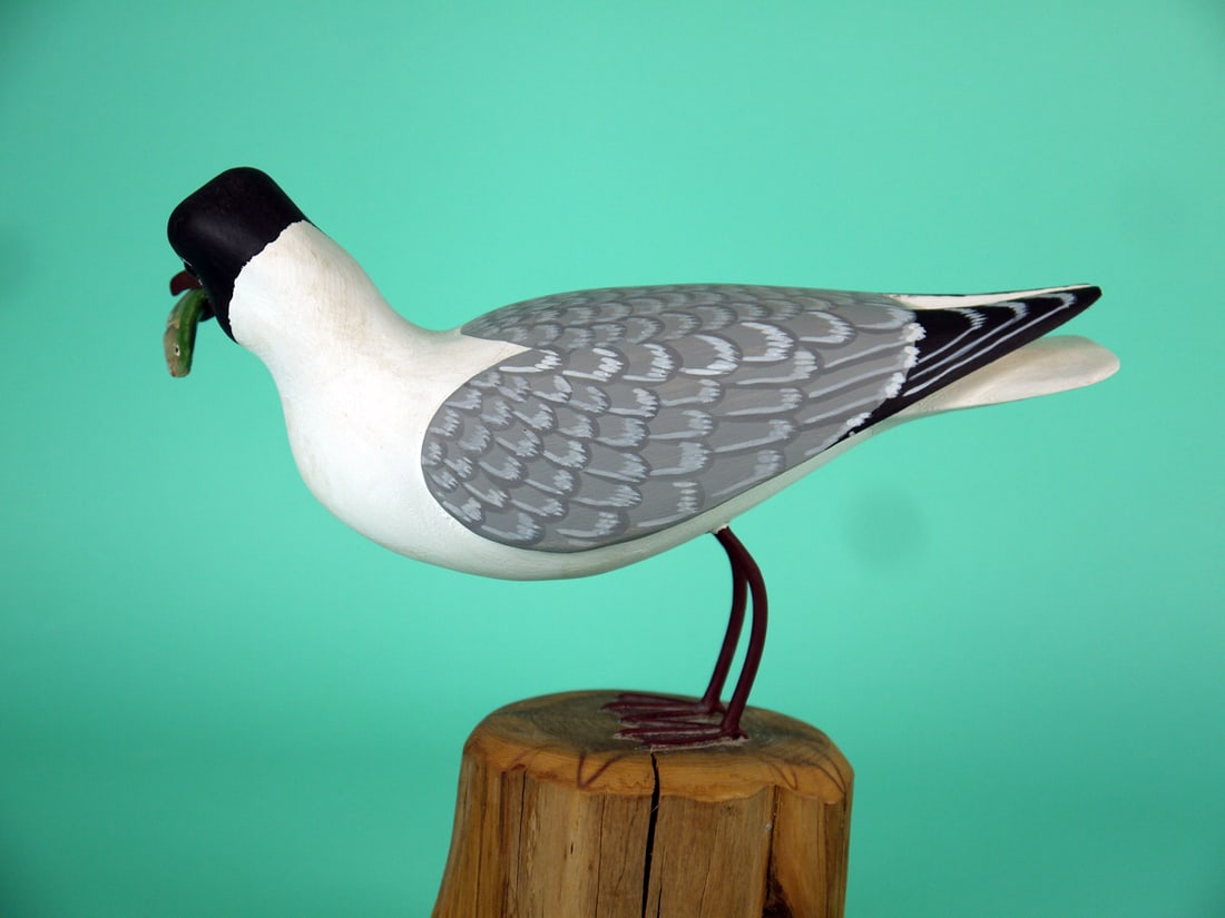 TERN, H.V. SHOURDS - 2
