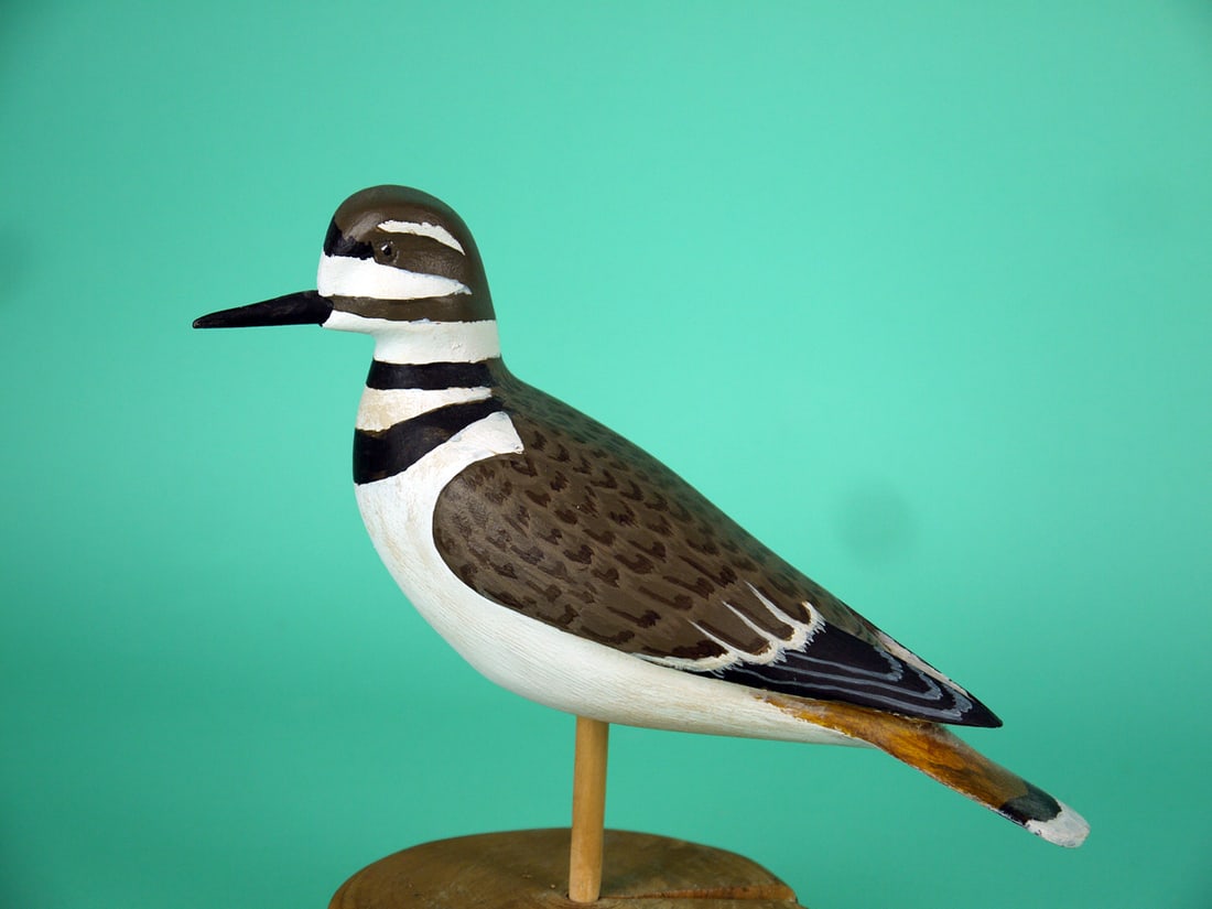KILLDEER, H.V. SHOURDS: KILLDEER by Harry V. Shourds, Seaville, NJ. Very good original paint and structural condition. Relief-carved wings with raised wing tips. Detailed painted feather work to the back. Slightly turned