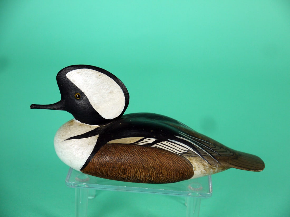 HOODED MERGANSER DRAKE, R. KERR (1 of 4)