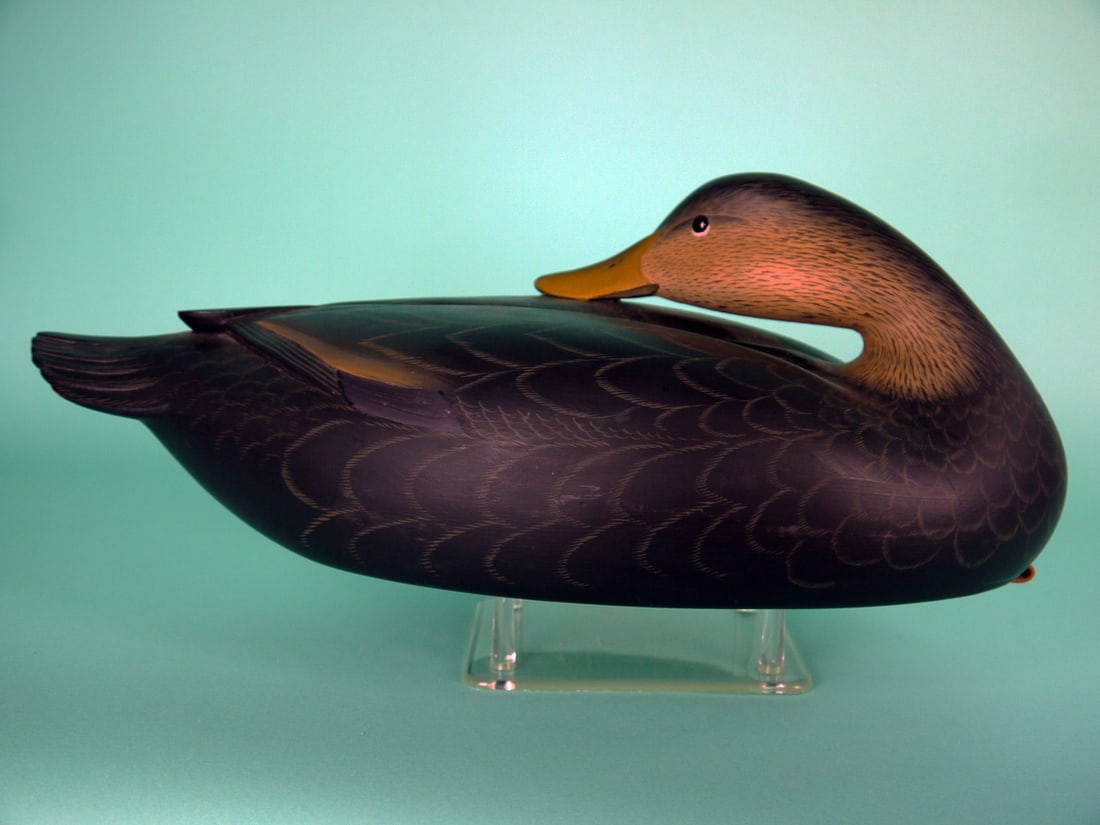 BLACK DUCK, G. STRUNK - 2