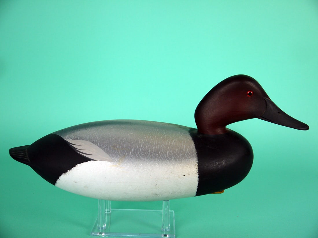CANVASBACK DRAKE, G. STRUNK - 2