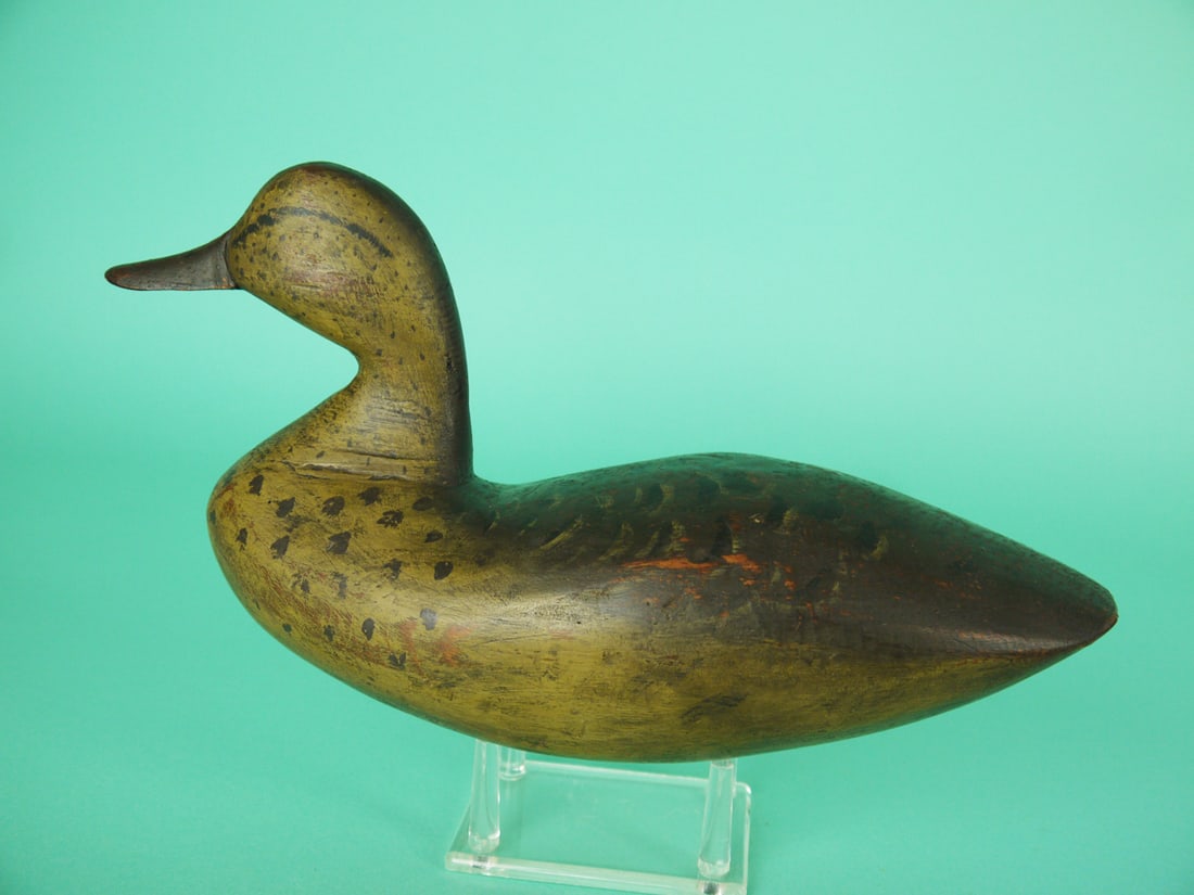 GREEN WING TEAL HEN, B. WHITE (1 of 4)