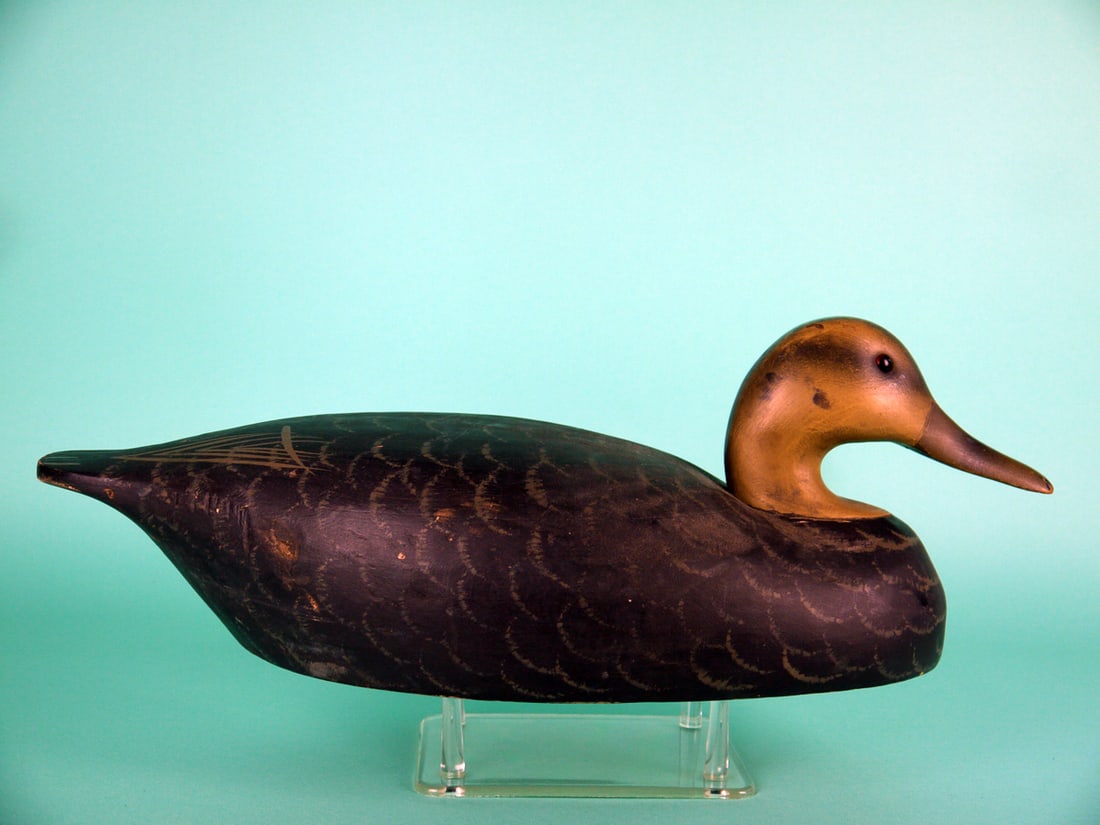 BLACK DUCK, WILDFOWLER - 2