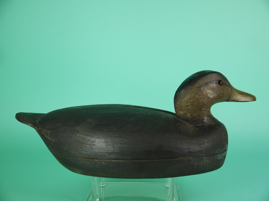 BLACK DUCK. W. CRANMER - 2