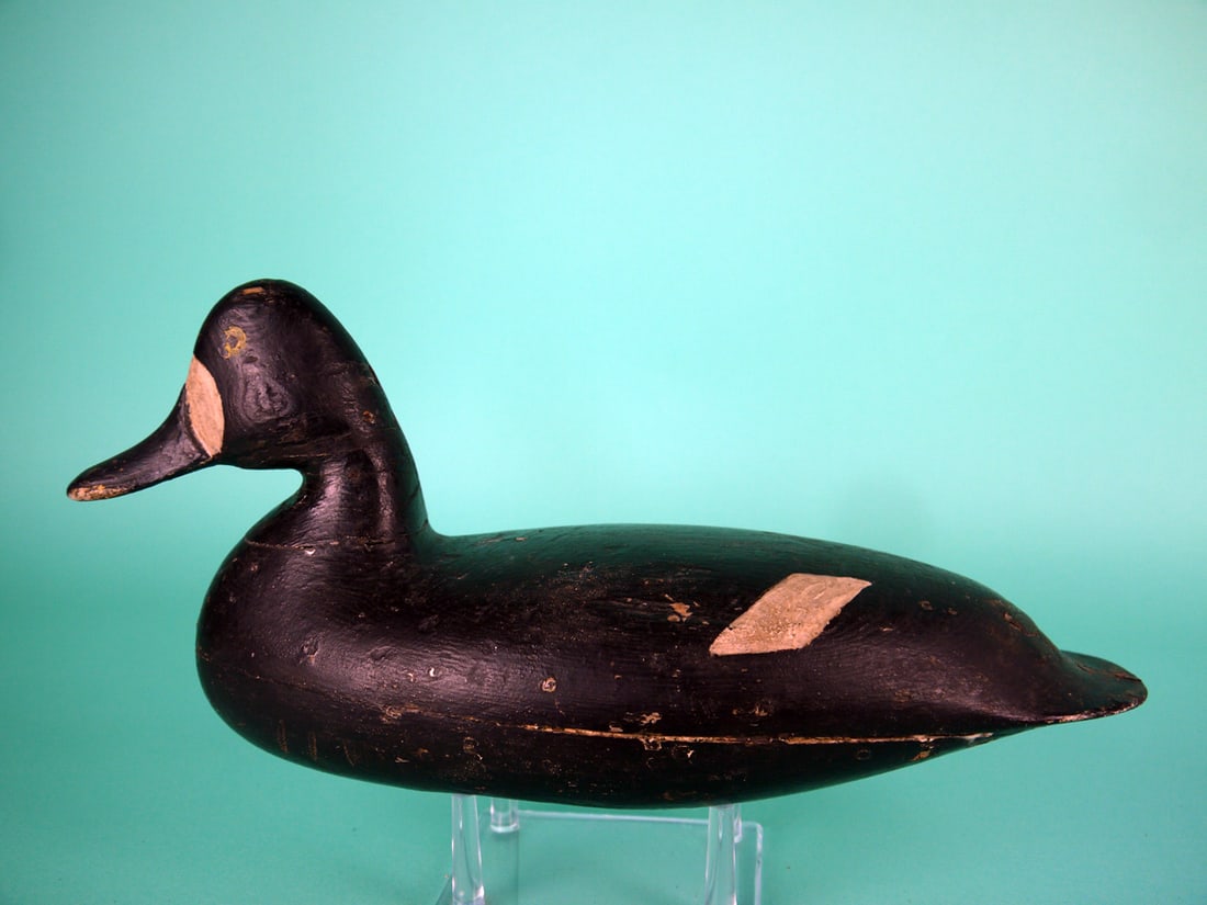 BLUEBILL HEN, H.V. SHOURDS (1 of 4)