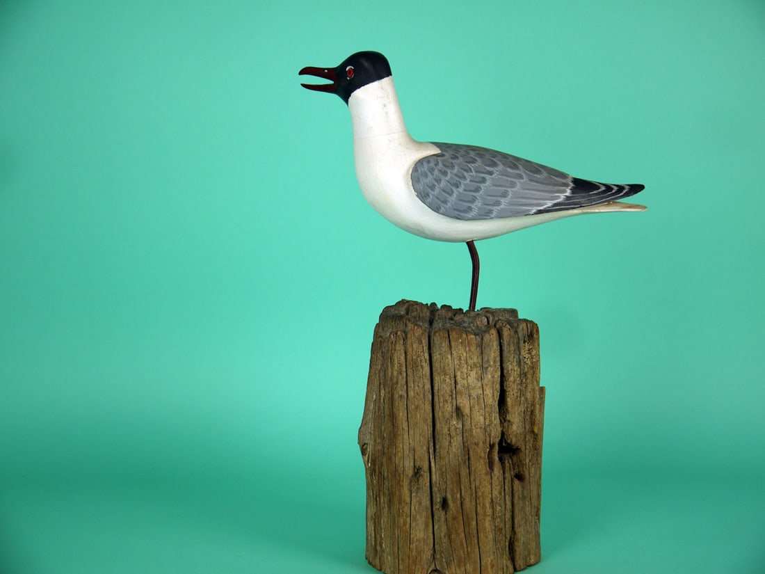 TERN, H.V. SHOURDS - 2