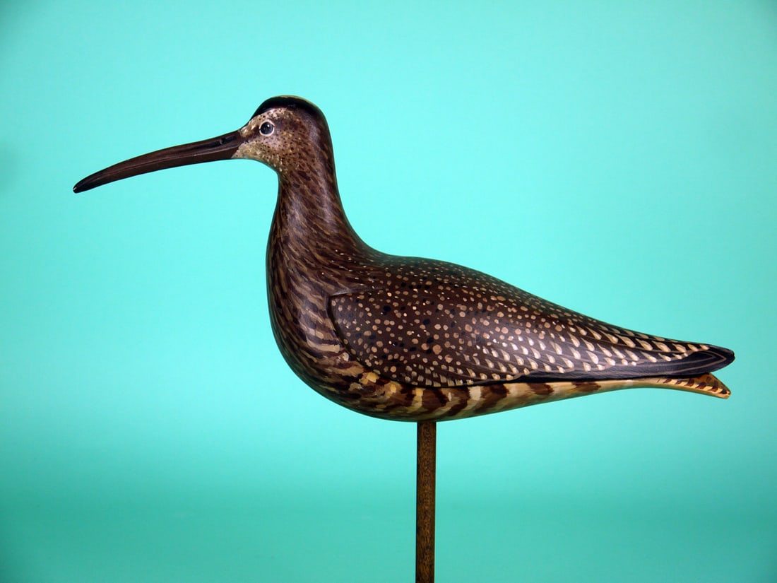 WHIMBREL, D. RHODES - 2