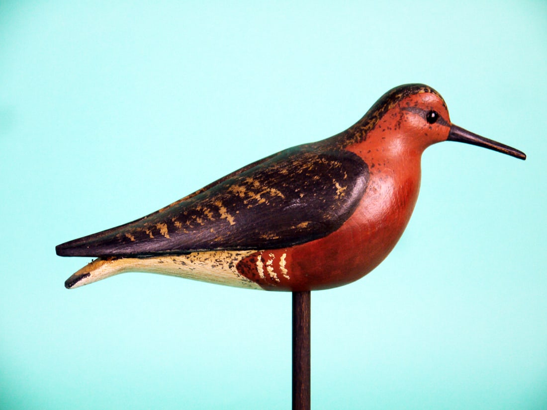 RED KNOT, S. MOREY - 2
