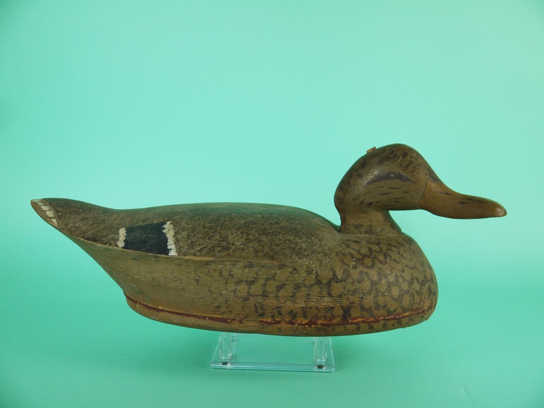 MALLARD HEN, MIDWEST - 2