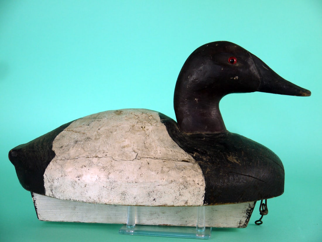 CANVASBACK DRAKE, MIDWEST - 2