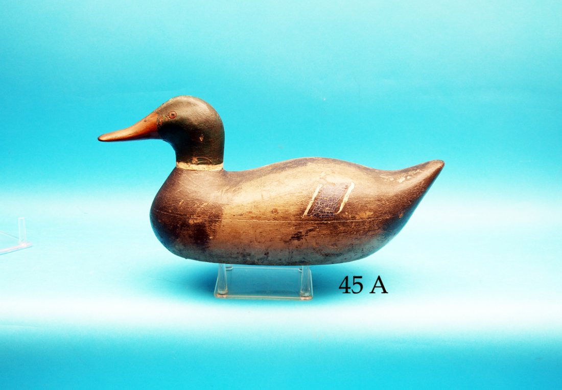 VERY EARLY MALLARD DRAKE, New England or possible (1 of 1)