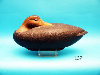 VERY FINE PREENING BLACK DUCK by David Ward, Essex, CT.: VERY FINE PREENING BLACK DUCK by David Ward, Essex, CT. Near-mint original paint and condition. Cork body construction with inset wood tail, bottom board and keel. Very fine detail to head. Signed