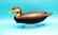 FINE DELAWARE RIVER BLACK DUCK by George Strunk,