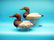 TWO VERY EARLY UPPER BAY CANVASBACKS. One is attributed