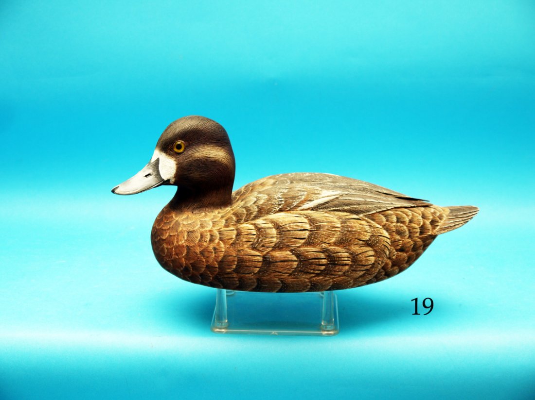 SCAUP HEN by John Potts, Princeton, NJ. Competition (1 of 1)