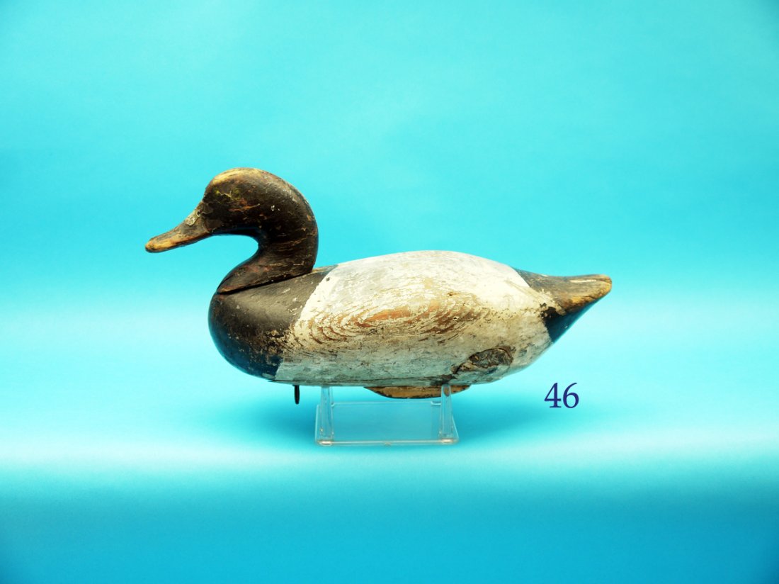 BLUEBILL DRAKE attributed to James Holly, Havre de (1 of 1)